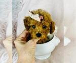 Small #19 Poodle (Toy)