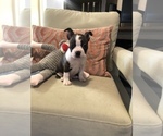 Small Photo #4 Boston Terrier Puppy For Sale in SYLMAR, CA, USA