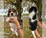 Puppy Maggies Blue Beagle