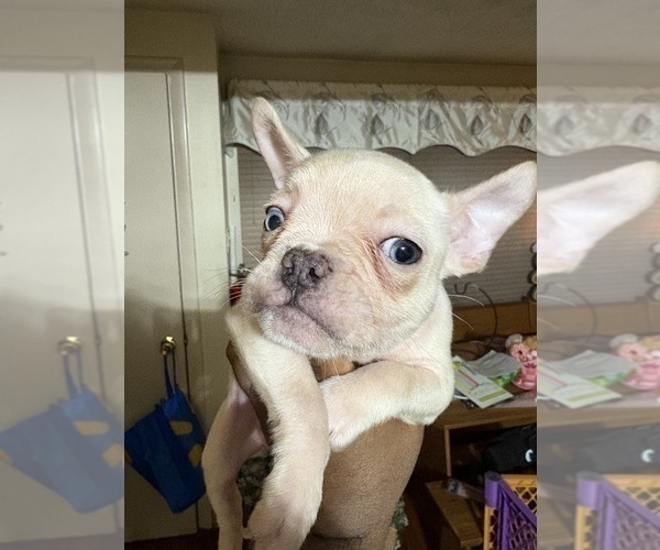 Medium Photo #4 French Bulldog Puppy For Sale in WEST DEPTFORD, NJ, USA