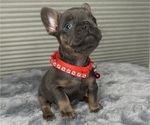 Puppy Puppy 3 French Bulldog