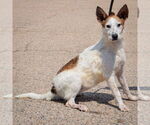 Small #1 Basenji-Red Heeler Mix