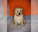 Small #6 Golden Retriever