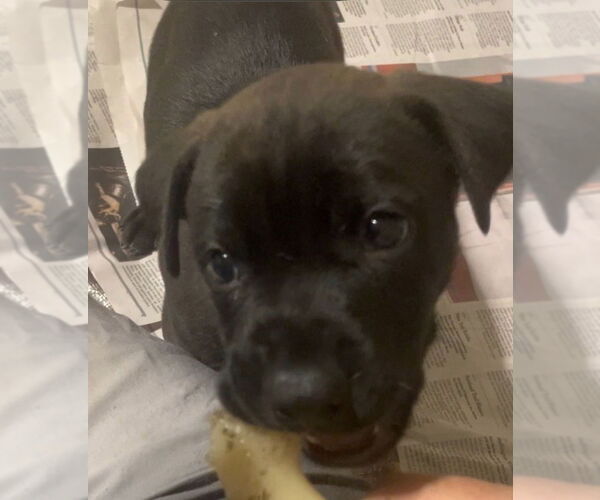 Medium Photo #1 Shepradors Puppy For Sale in Royal Palm Beach, FL, USA