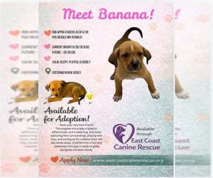 Puggle Dogs for adoption in pomfret, CT, USA
