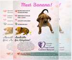 Small Puggle
