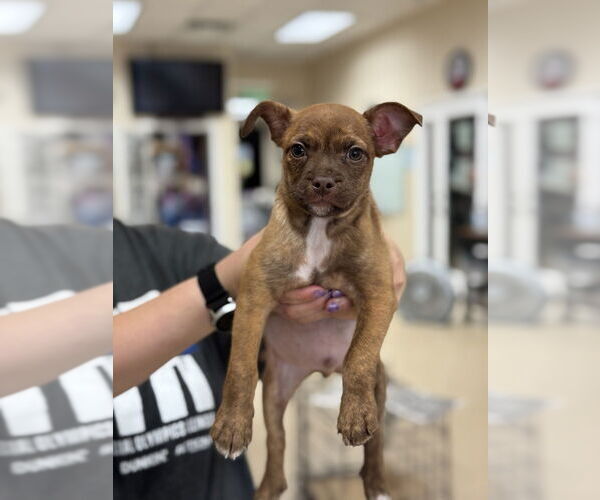 Medium Photo #2 Boston Terrier-Unknown Mix Puppy For Sale in Mundelein, IL, USA