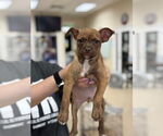 Small #1 Boston Terrier Mix