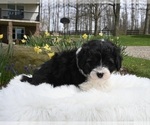 Small #2 Aussiedoodle Miniature 