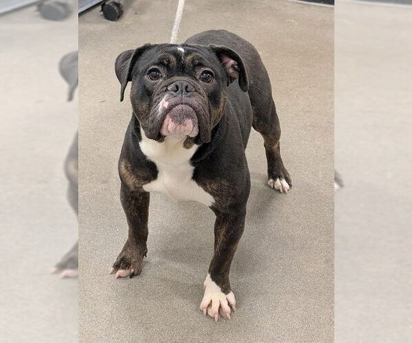 Medium Photo #1 Bulldog Puppy For Sale in Forestville, MD, USA