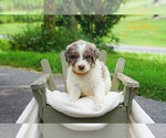 Small #9 Goldendoodle