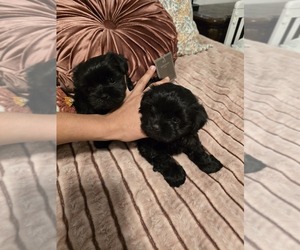 Shih Tzu Puppy for sale in BAKERSFIELD, CA, USA