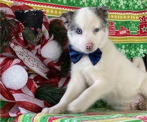 Pomsky Puppy for sale in LANCASTER, PA, USA
