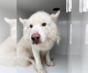 Alusky Dogs for adoption in Houston, TX, USA