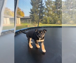 Australian Cattle Dog-Labrador Retriever Mix Puppy for sale in SACRAMENTO, CA, USA
