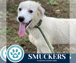 Small #2 Golden Pyrenees