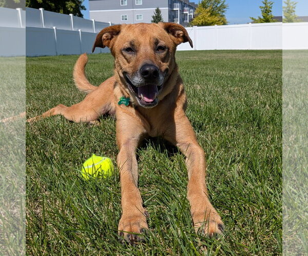 Medium Photo #1 Mutt Puppy For Sale in Fargo, ND, USA