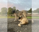 Small Photo #1 Anatolian Shepherd Puppy For Sale in CARROLL, OH, USA