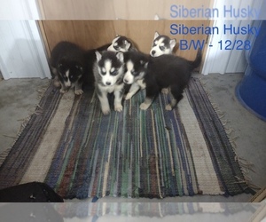 Siberian Husky Puppy for sale in SHIPSHEWANA, IN, USA