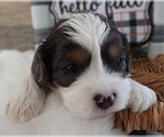 Small #8 Cavapoo