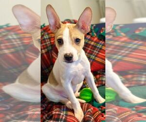 Toy Fox Terrier-Unknown Mix Dogs for adoption in Fenton, MO, USA