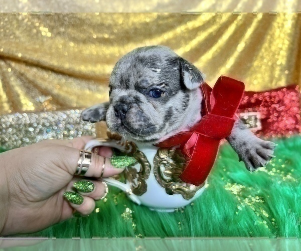 Medium Photo #36 French Bulldog Puppy For Sale in HAYWARD, CA, USA
