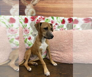 Mutt Dogs for adoption in Pottstown, PA, USA