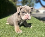 Small Photo #5 English Bulldog Puppy For Sale in HOUSTON, TX, USA