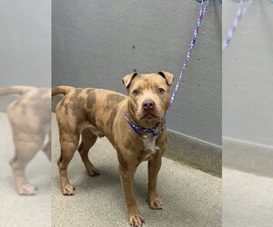 Mutt Dogs for adoption in Las Vegas, NV, USA