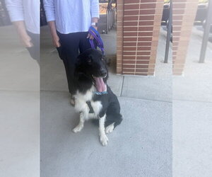 Lucky - Male Border Collie-Unknown Mix Dog for Adoption - Photo #7