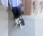 Small #6 Border Collie Mix