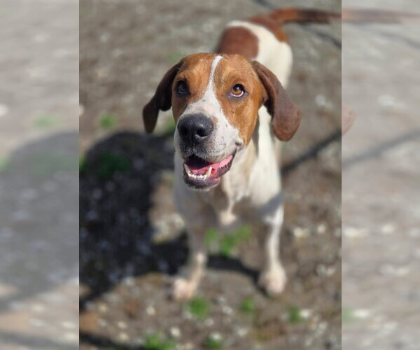 Medium Photo #1 Mutt Puppy For Sale in Crandall, GA, USA