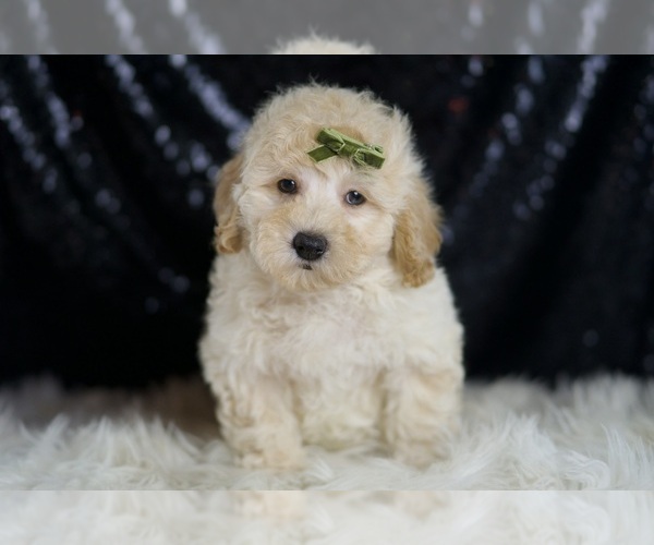 Medium Photo #2 Goldendoodle (Miniature) Puppy For Sale in WARSAW, IN, USA