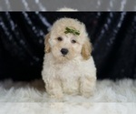 Small #1 Goldendoodle (Miniature)