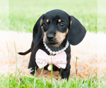 Small #4 Dachshund