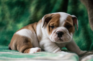 Bulldog Puppy for sale in CUYAHOGA FALLS, OH, USA