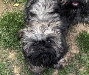 Shih Tzu Puppy for sale in FAIRVIEW, TN, USA