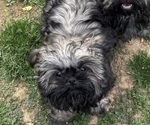 Small Shih Tzu