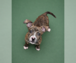 Small #2 American Staffordshire Terrier Mix