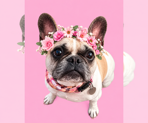 French Bulldog Dogs for adoption in San Diego, CA, USA