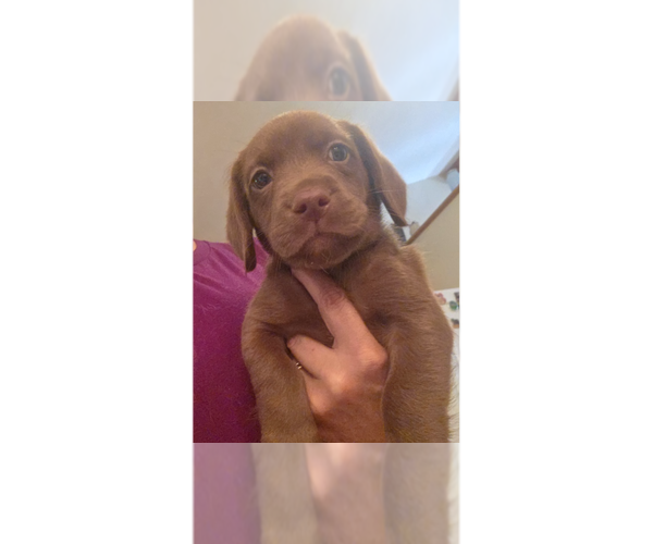 Medium Photo #1 Doxle Puppy For Sale in Aurora, IN, USA