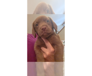 Doxle Dogs for adoption in Aurora, IN, USA
