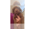 Small Doxle