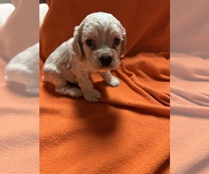 Cocker Spaniel Puppy for sale in CROSSVILLE, TN, USA