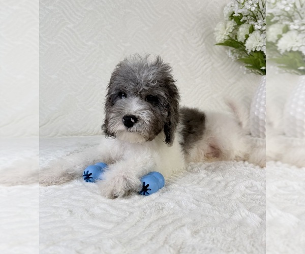 Medium Photo #6 Cavapoo Puppy For Sale in GREENFIELD, IN, USA