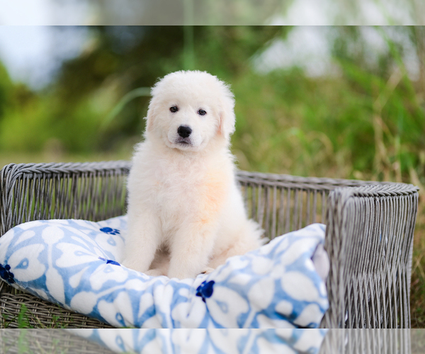 Medium Photo #2 Great Pyrenees Puppy For Sale in CONWAY, MO, USA