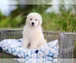 Small #1 Great Pyrenees