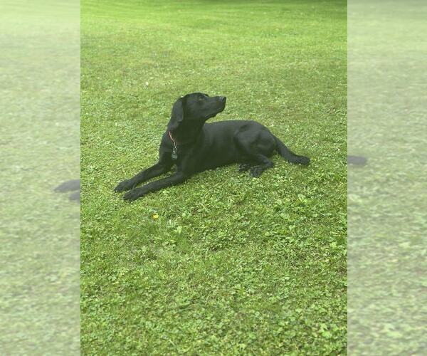 Medium Photo #4 Labrador Retriever-Unknown Mix Puppy For Sale in Springdale, PA, USA