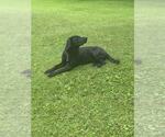 Small #3 Labrador Retriever Mix