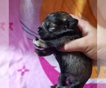 Small Photo #3 Schnauzer (Miniature) Puppy For Sale in TENAHA, TX, USA
